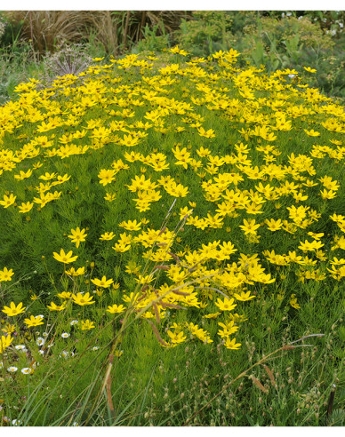 Krásnoočko přeslenité ’Grandiflora’