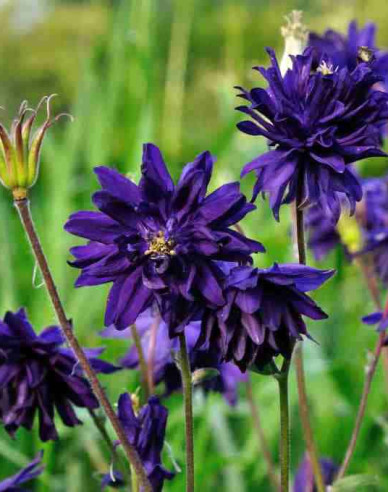 Orlíček obecný ´Blue Barlow´