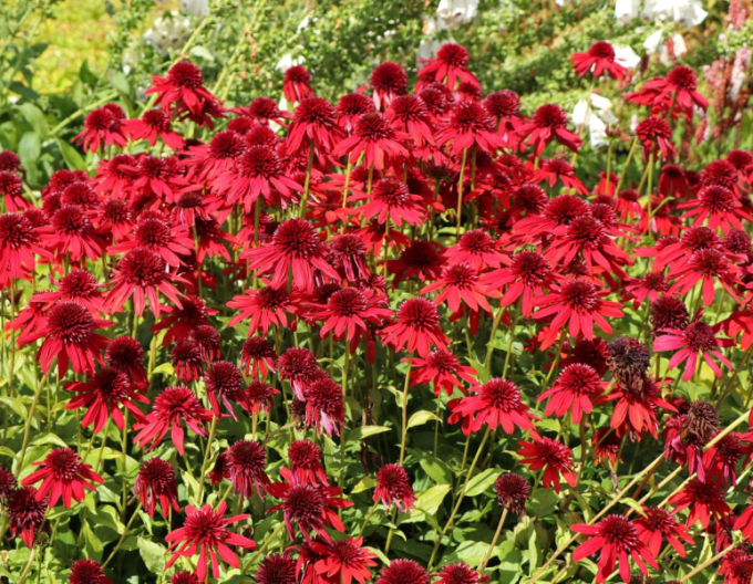 Echinacea ´Eccentric´