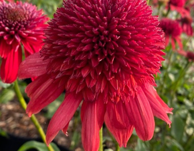 Echinacea ´Eccentric´