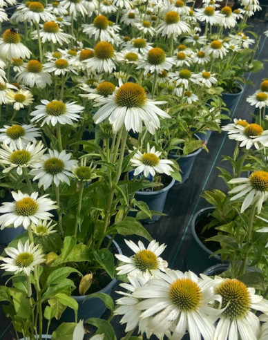 Echinacea ´Alba´