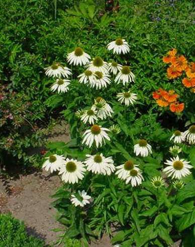 Echinacea ´Alba´
