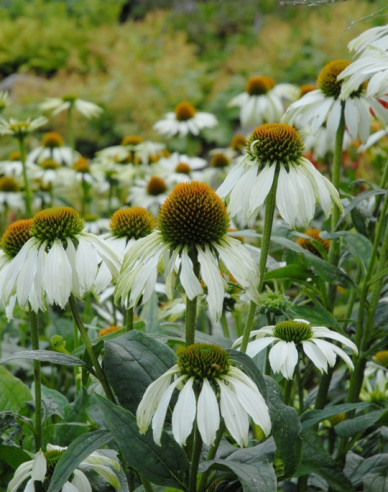 Echinacea ´Alba´