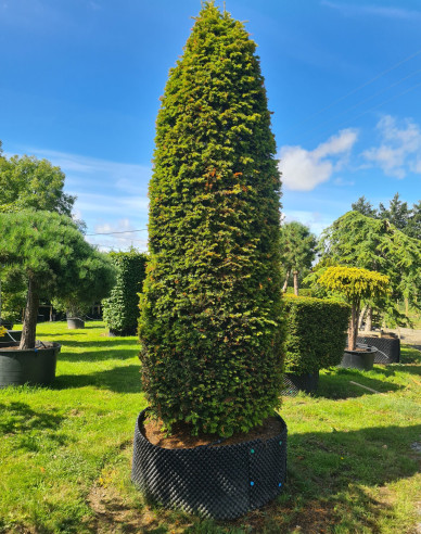 Tis červený