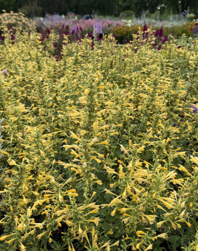 Agastache ´Summerlong Lemon´