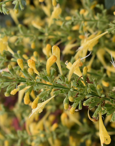 Agastache ´Summerlong Lemon´