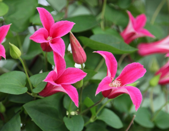 Clematis ´Princess Diana´