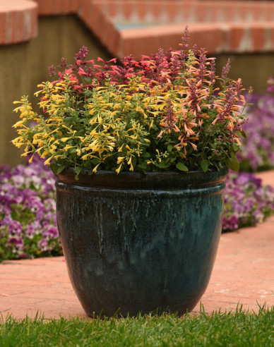 Agastache ´Summerlong Lemon´