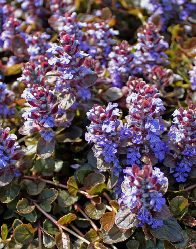Zběhovec plazivý ´Atropurpurea´