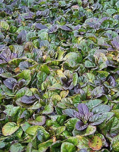 Zběhovec plazivý ´Atropurpurea´