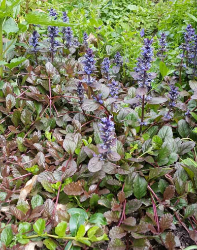 Zběhovec plazivý ´Atropurpurea´