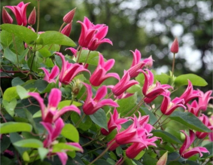 Clematis ´Princess Diana´