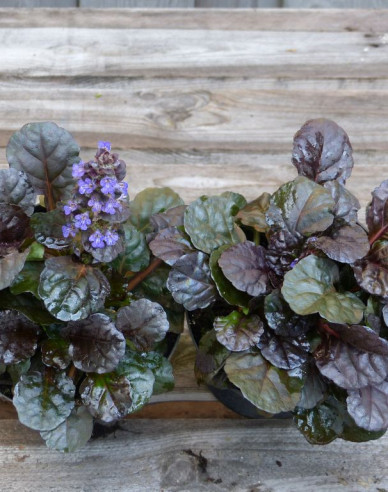 Zběhovec plazivý ´Atropurpurea´