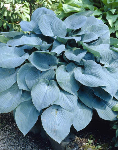 Bohyška Elegans
