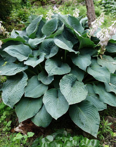 Bohyška Elegans