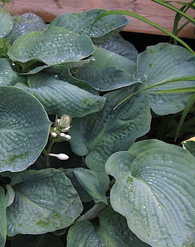 Bohyška Elegans