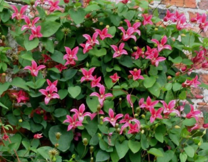 Clematis ´Princess Diana´