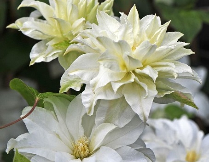 Clematis ´First Love´