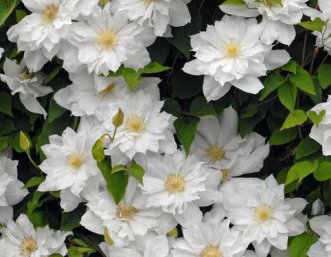 Clematis ´First Love´