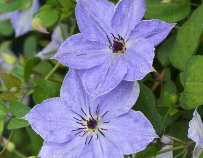 Clematis ´Skyfall´