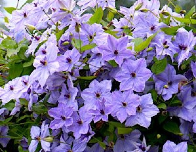 Clematis ´Skyfall´