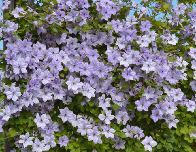 Clematis ´Skyfall´