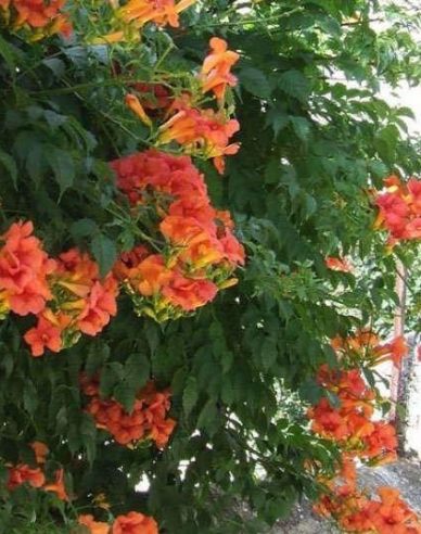 Trubač popínavý ´Flamenco´