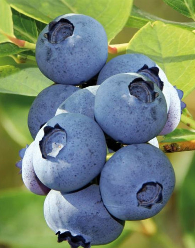 Kanadská borůvka ´Bluecrop´ 5l