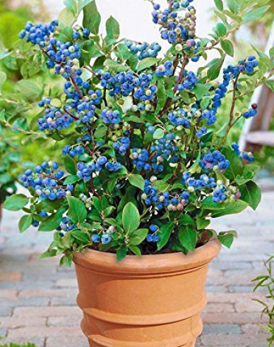 Kanadská borůvka ´Hortblue Petite´ 5l