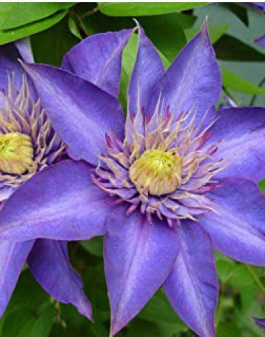 Clematis ´Multi blue´