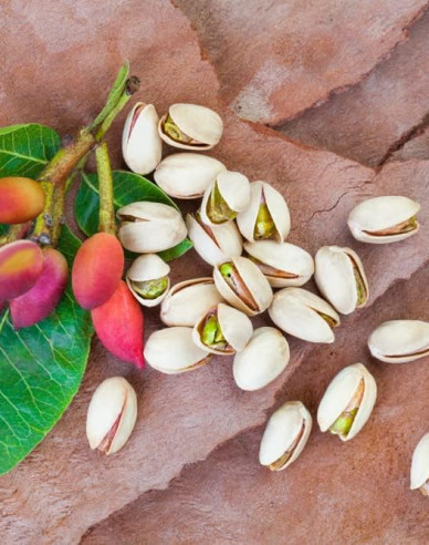 Pistacie pravá ´Kerman´ samice