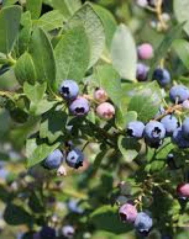 Borůvka kanadská Poppins