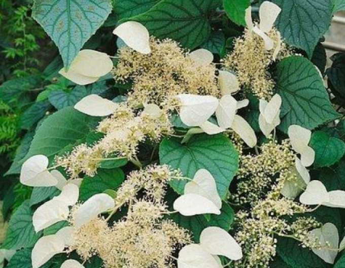 Schizophragma hydrangeoides ´Moonlight´