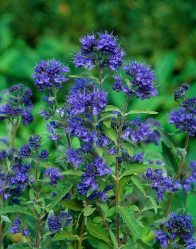 Ořechokřídlec clandonský  Kew Blue