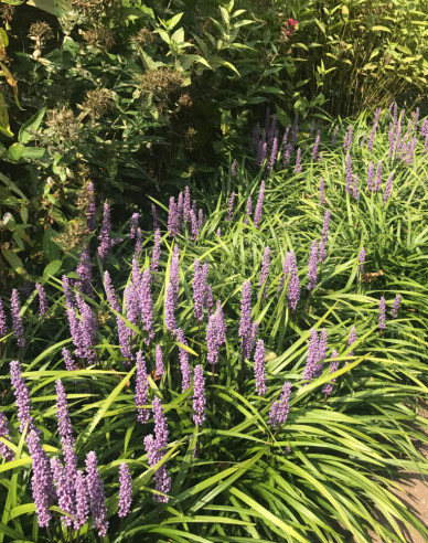 Liriope ´Moneymaker´