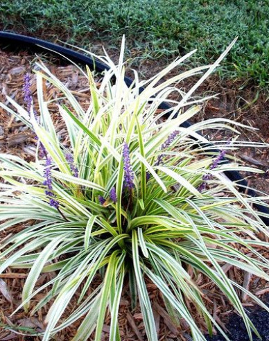Liriope ´Silver Dragon´