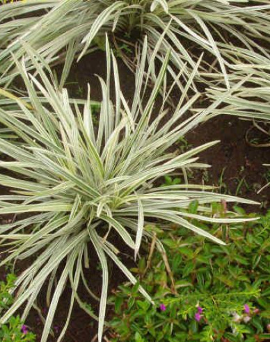 Liriope ´Silver Dragon´