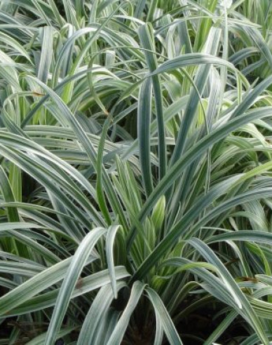 Liriope ´Silver Dragon´