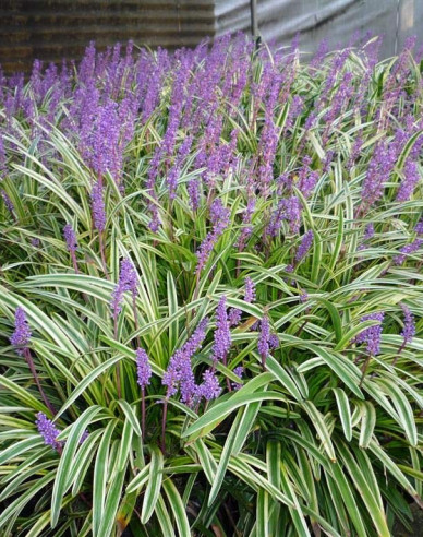 Liriope ´Silver Dragon´