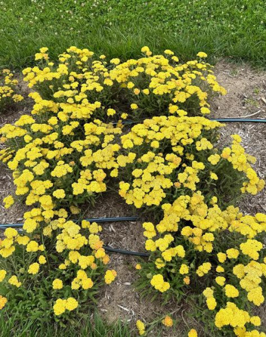 Řebříček tužebníkovitý ´Skysail Yellow´