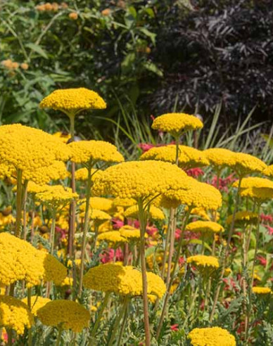 Řebříček tužebníkovitý ´Skysail Yellow´