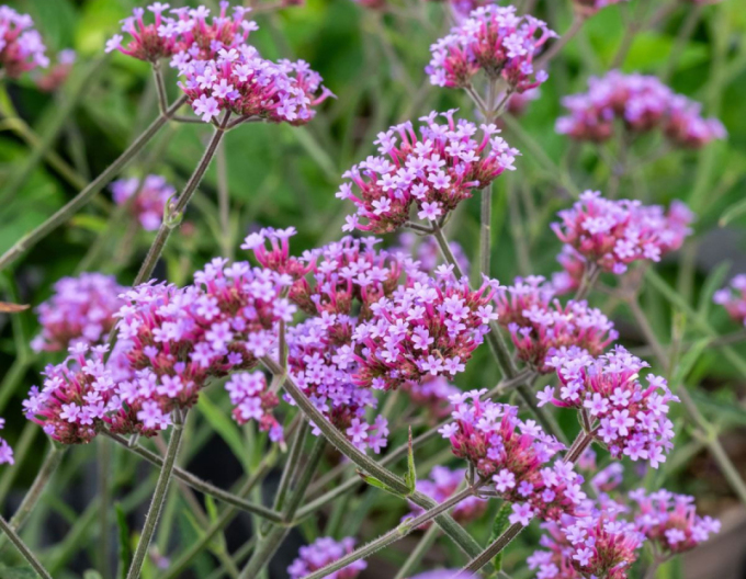 Verbena, sporýš argentinský Lollipop