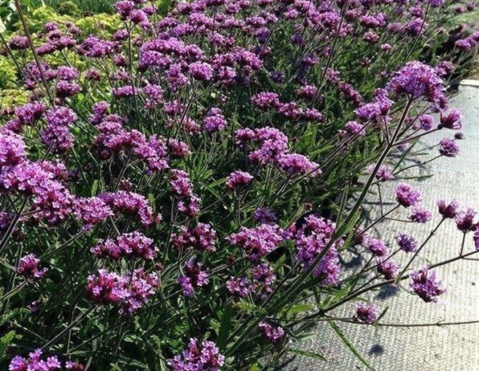 Verbena, sporýš argentinský Lollipop