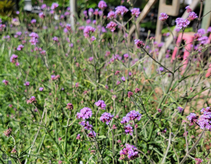 Verbena, sporýš argentinský Lollipop