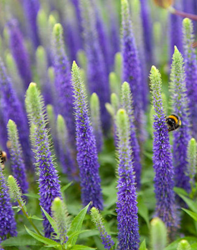 Rozrazil klasnatý  ´Ulster Dwarf Blue´