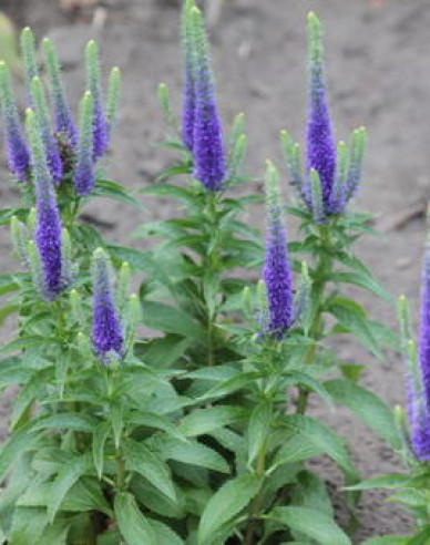 Rozrazil klasnatý  ´Ulster Dwarf Blue´