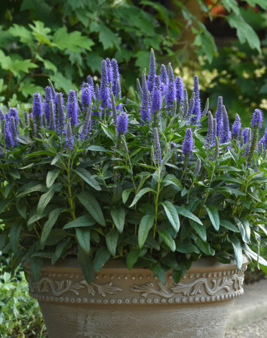Rozrazil klasnatý  ´Ulster Dwarf Blue´