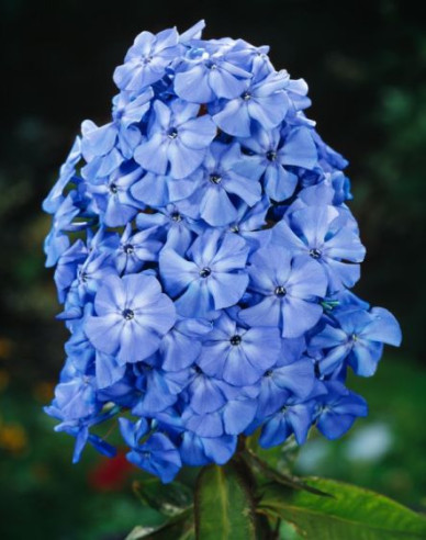 Plamenka latnatá Blue Boy