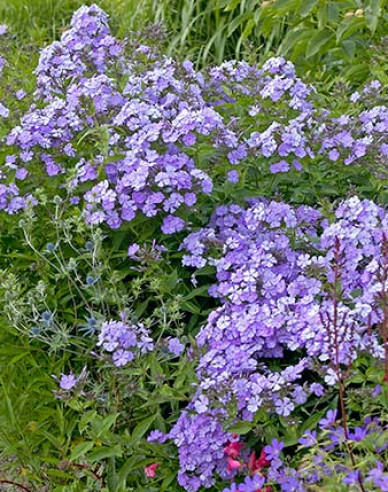Plamenka latnatá Blue Boy