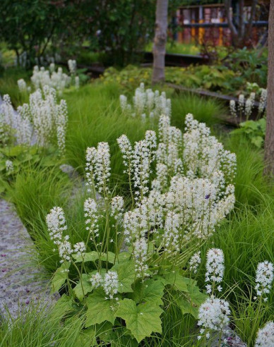 Mitrovnička srdcolistá